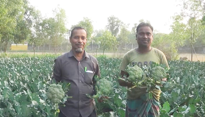 বিদেশি সবজির বাজার সংকট, বিপাকে সবজি চাষিরা