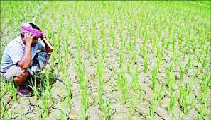 সিলেটের বিশ্বনাথে কৃষকদের আহাজারি