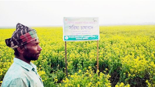 যেদিকে চোখ যায় বিস্তীর্ণ হলুদের সমারোহ