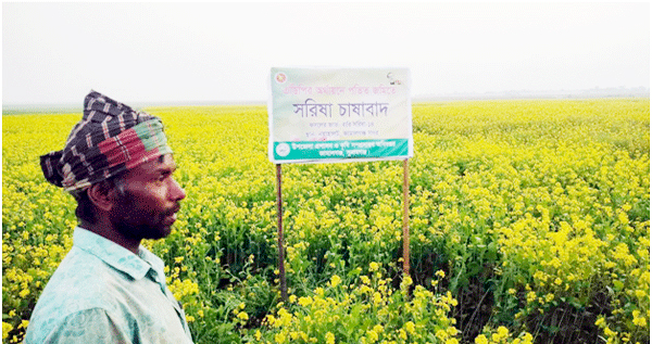 যেদিকে চোখ যায় বিস্তীর্ণ হলুদের সমারোহ