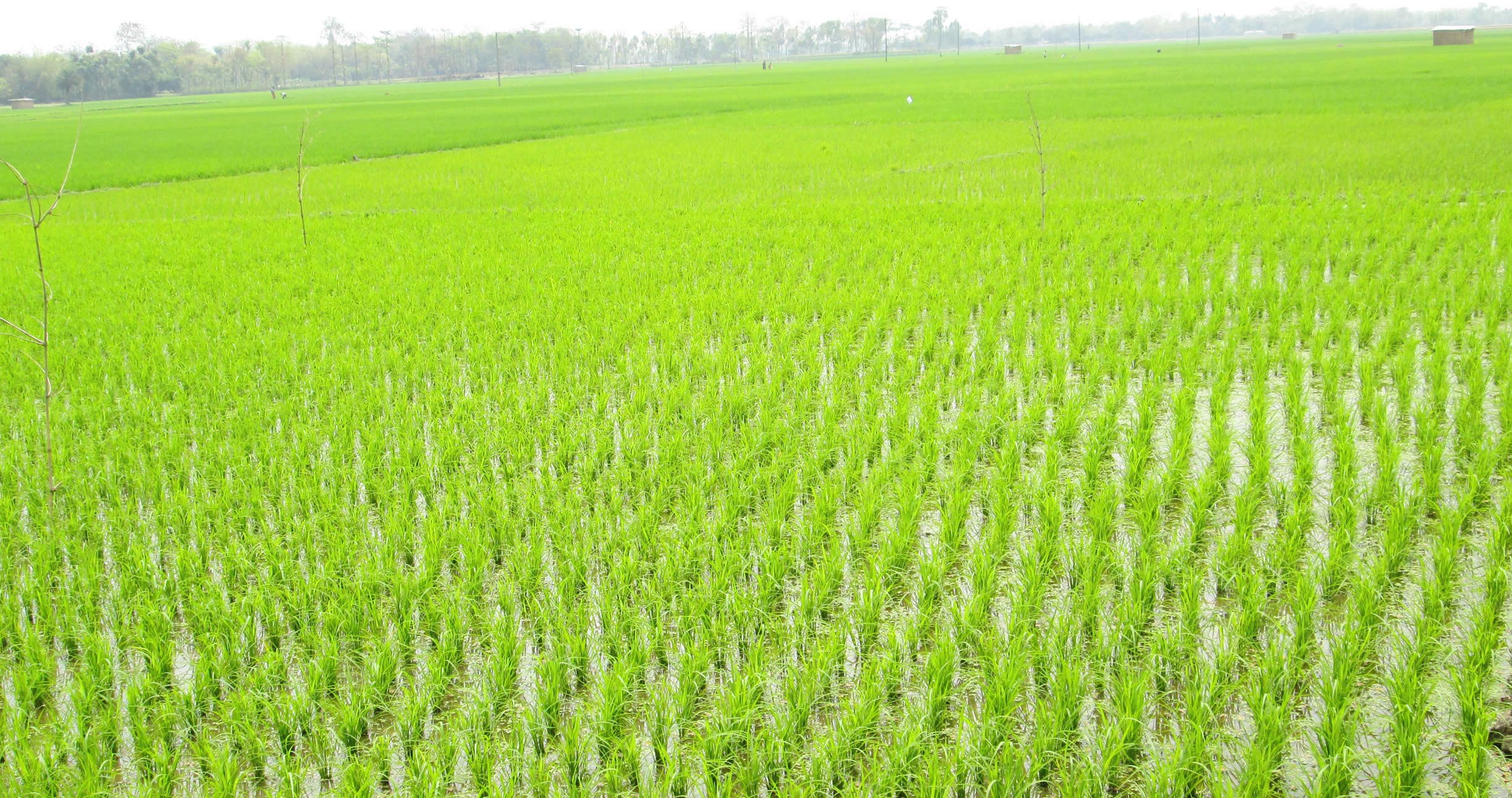 চলতি বছরে জয়পুরহাটে ৭০ হাজার হেক্টর জমিতে বোরো চাষের লক্ষ্যমাত্রা