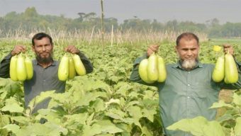 কুমিল্লায় ‘লাউ বেগুন’বাম্পার ফলন