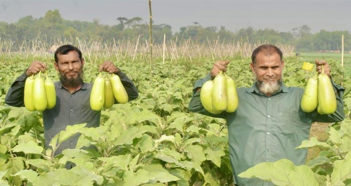 কুমিল্লায় ‘লাউ বেগুন’বাম্পার ফলন