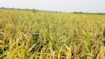 সিলেটে বোরো উৎপাদন লক্ষ্যমাত্রা ছাড়াবে
