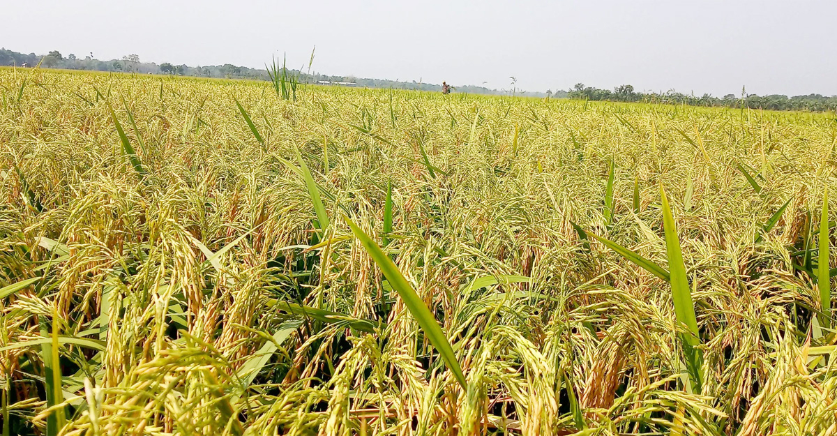 সিলেটে বোরো উৎপাদন লক্ষ্যমাত্রা ছাড়াবে
