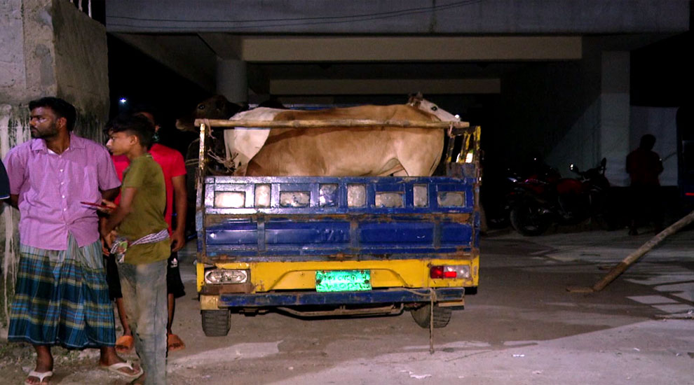 ছাত্রলীগ পরিচয়ে গরু ছিনতাই : সড়ক অবরোধ
