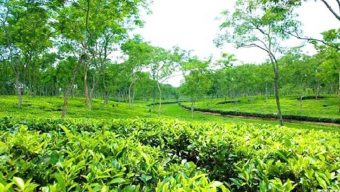 বাগান থেকে শিশুর গলা ও কবজি কাটা লাশ উদ্ধার