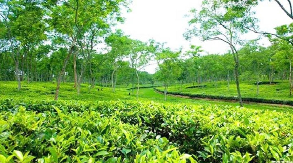 বাগান থেকে শিশুর গলা ও কবজি কাটা লাশ উদ্ধার