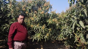 মুকুল পরিচর্যায় ব্যস্ততা বেড়েছে আমচাষীদের