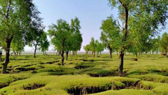 গুলিয়াখালী সমুদ্র সৈকতে ঘুরতে গিয়ে সংঘবদ্ধ ধর্ষণের শিকার