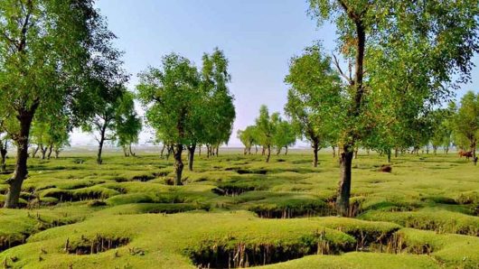 গুলিয়াখালী সমুদ্র সৈকতে ঘুরতে গিয়ে সংঘবদ্ধ ধর্ষণের শিকার