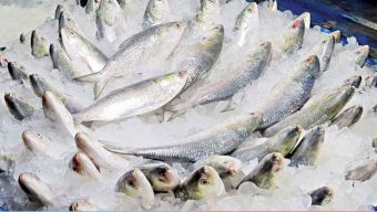 এ বছর ভারতে ১ হাজার ২০০ টন ইলিশ মাছ রপ্তানি করবে বাংলাদেশ
