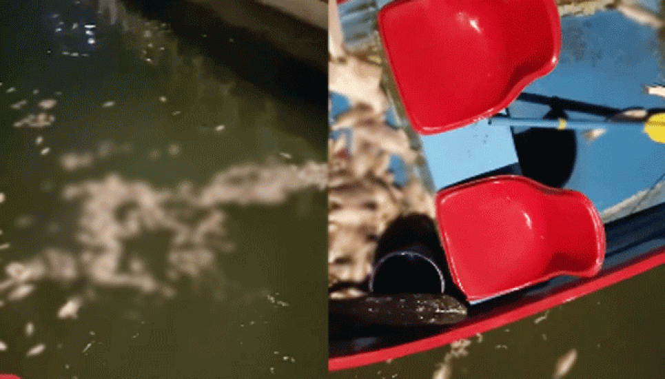 সিলেটের ধোপাদিঘীতে ভেসে উঠেছে মৃত মাছ