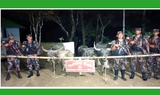 বড়লেখা উপজেলার সীমান্তবর্তী সমনবাগ চা বাগান এলাকা থেকে ৪টি ভারতীয় মহিষ আটক