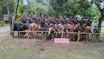 ১৪টি ভারতীয় গরু আটক করেছে সুনামগঞ্জ ব্যাটালিয়ন