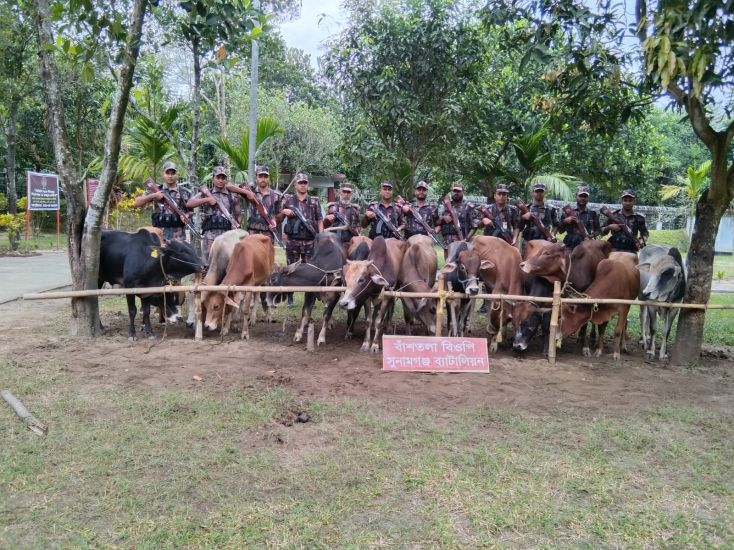 ১৪টি ভারতীয় গরু আটক করেছে সুনামগঞ্জ ব্যাটালিয়ন